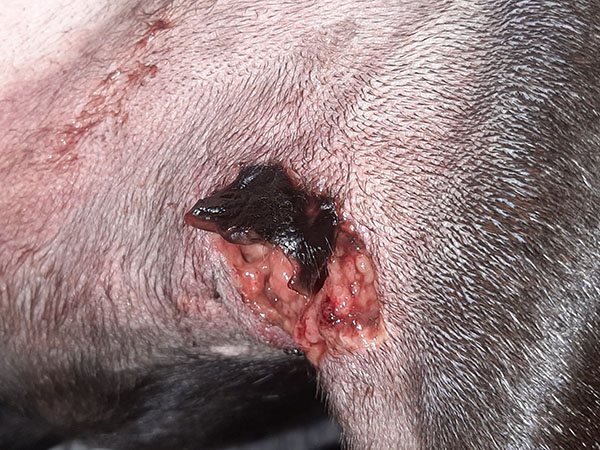 Day 5 - Tumor falling away from dogs leg after injection
