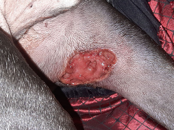 Day 6 - Tumor site after MCT destroyed