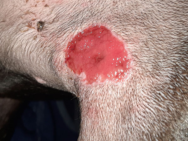 Day 11 - Dog leg healing after MCT removal