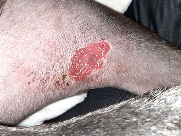 Day 13 - Mast cell tumor healing on dogs leg