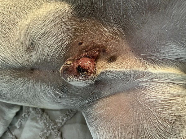 mast cell tumor dog prepuce before stelfonta injection