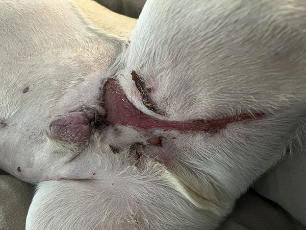 Mast Cell Tumor healed after treatment Day 20