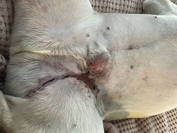 mast cell tumor Dog prepuce review day 28