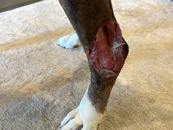 Day 7 - Leg mast cell tumor treatment picture