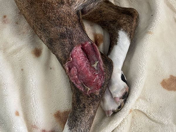 Mast cell tumor removed from dogs leg