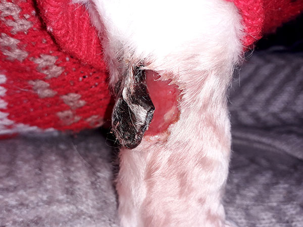 Day 10 - Tumor falling away from dog's leg