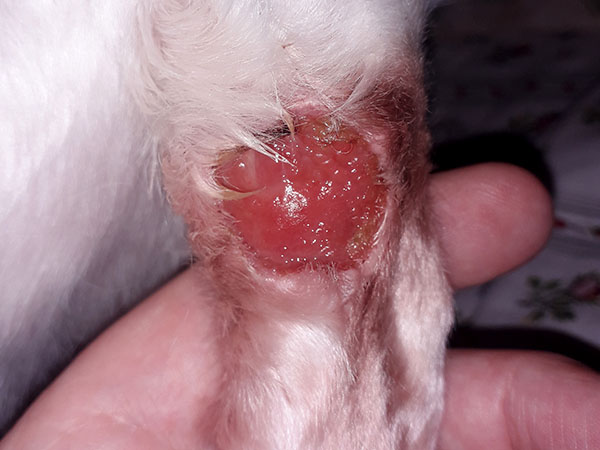 Day 12 - Mast cell tumor removed from dogs leg
