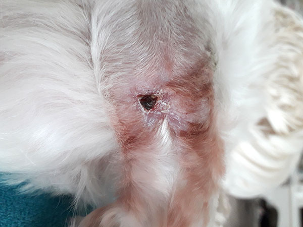 Day 26 - Mast Cell Tumor treatment successful