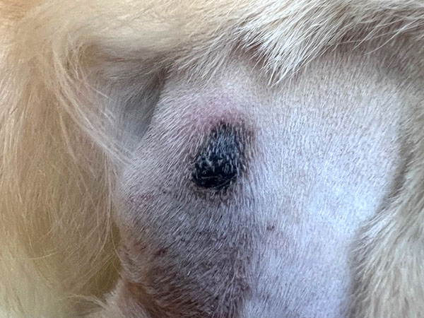 Golden retriever MCT treated with Stelfonta - Day 4