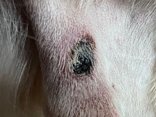 Golden retriever MCT treated with Stelfonta - Day 6