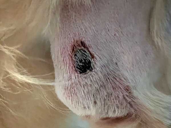 Golden retriever MCT treated with Stelfonta - Day 8