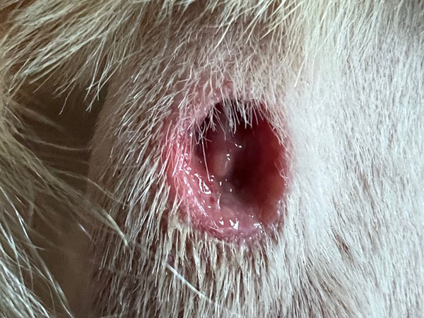 Golden retriever MCT treated with Stelfonta - Day 11