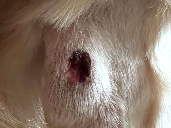 Golden retriever MCT treated with Stelfonta - Day 12