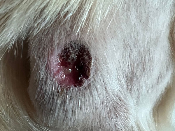 Golden retriever MCT treated with Stelfonta - Day 15