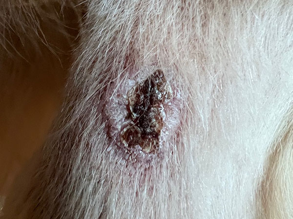 Golden retriever MCT treated with Stelfonta - Day 21