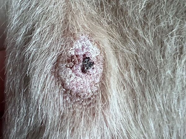 Golden retriever MCT treated with Stelfonta - Day 26