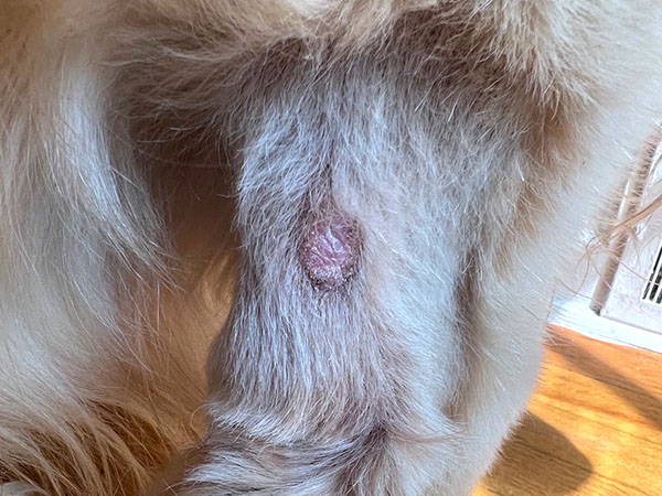 Golden retriever MCT treated with Stelfonta - Day 37