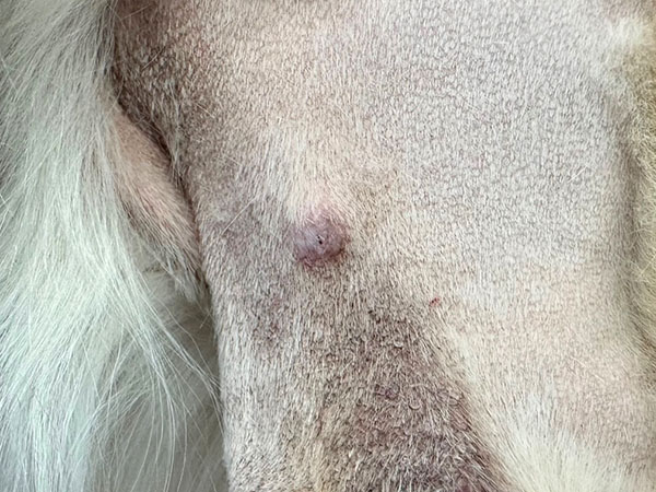 Golden retriever with MCT - pre Stelfonta treatment