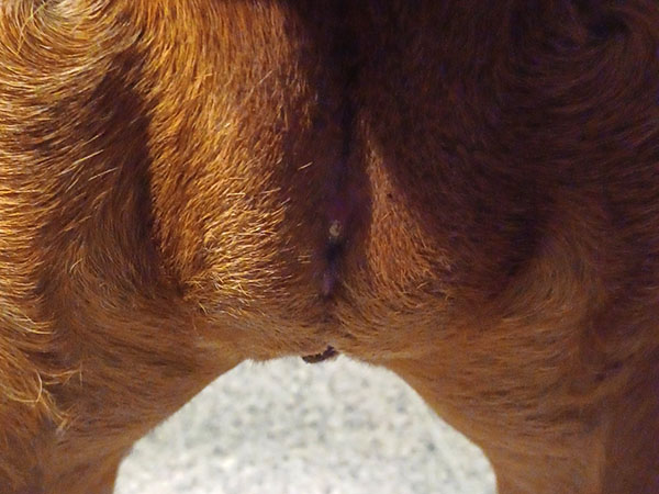 Dog with MCT on vulva treated with Stelfonta