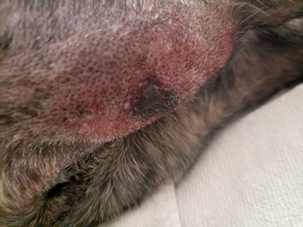 Dog with MCT recently treated with Stelfonta