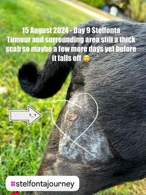 Stelfonta mast cell tumor scab Day9