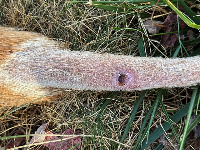 Stelfonta wound healed tail