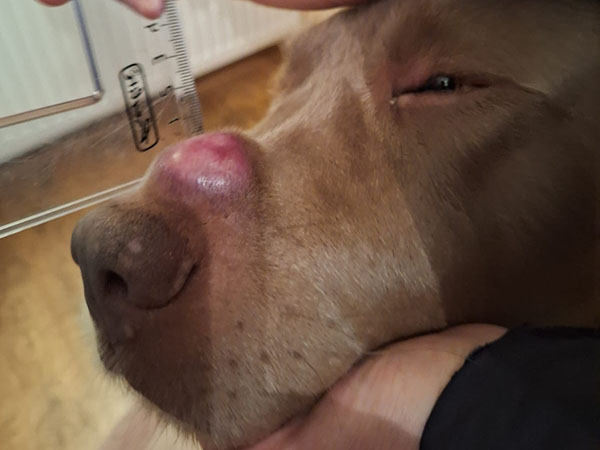 Pre-injection Mast Cell Tumor on nose