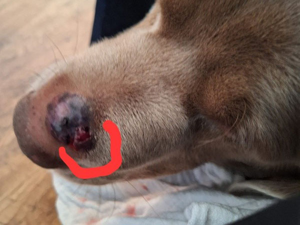 4 hours Post treatment for MCT