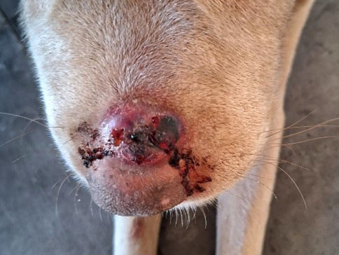 Day 1 Mast cell tumor treatment labrador