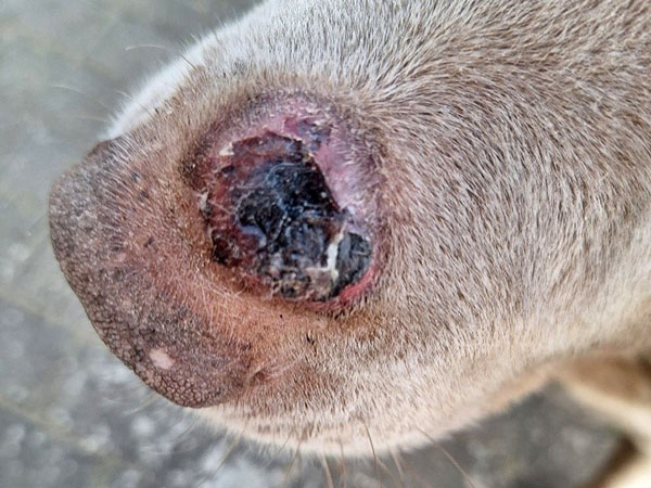 Day 2 MCT muzzle treated