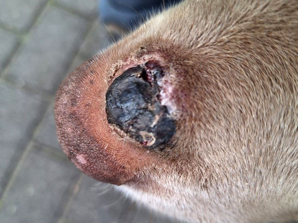 Day 5 Mast Cell Tumor necrosis