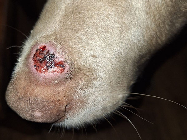 Day 6 Mast Cell Tumor healing