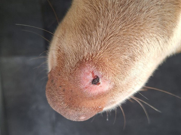 Day 14 Mast Cell Tumor healed