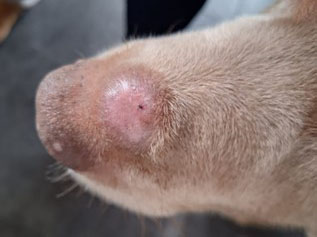 Day 22 Mast Cell Tumor treatment review