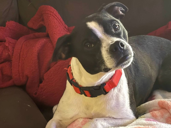 Boston X Beagle after Mast Cell Tumor