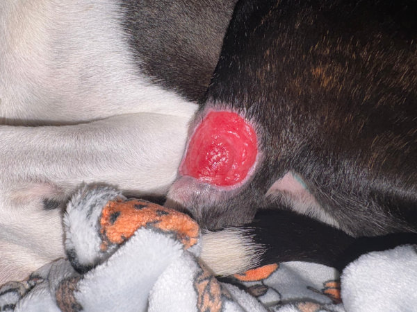 Day 17 after MCT treated with Stelfonta