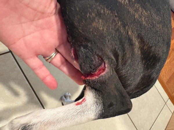 Day 9 after MCT treated with Stelfonta