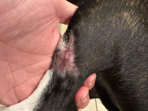 Day 102 after MCT treated with Stelfonta