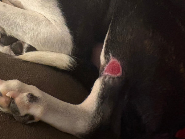 Day 29 after MCT treated with Stelfonta