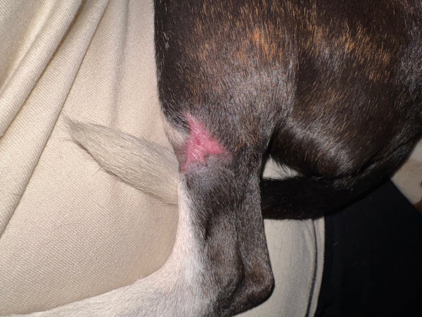 Day 42 after MCT treated with Stelfonta