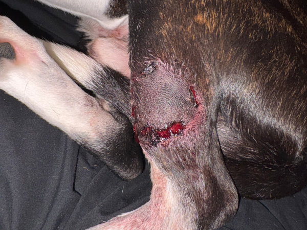 Day 5 after MCT treated with Stelfonta