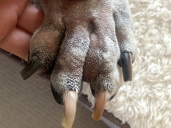 STELFONTA treatment - Before Injection