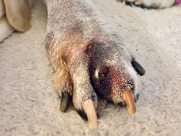 STELFONTA - Injection day