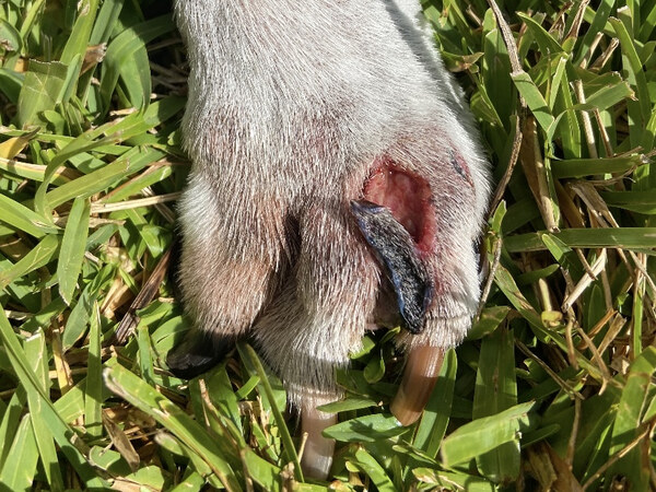 STELFONTA treatment - Day 6