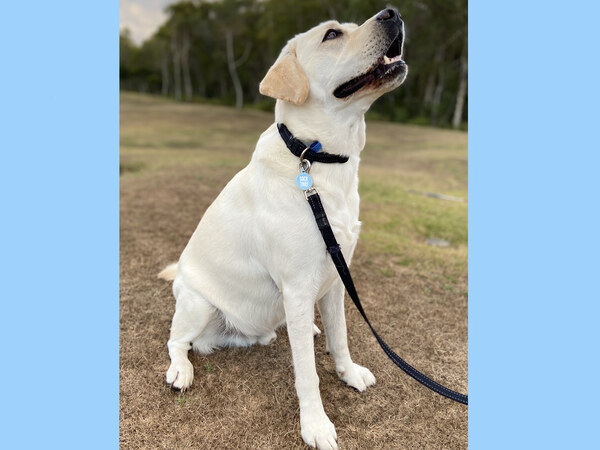 Happy dog after Stelfonta treatment