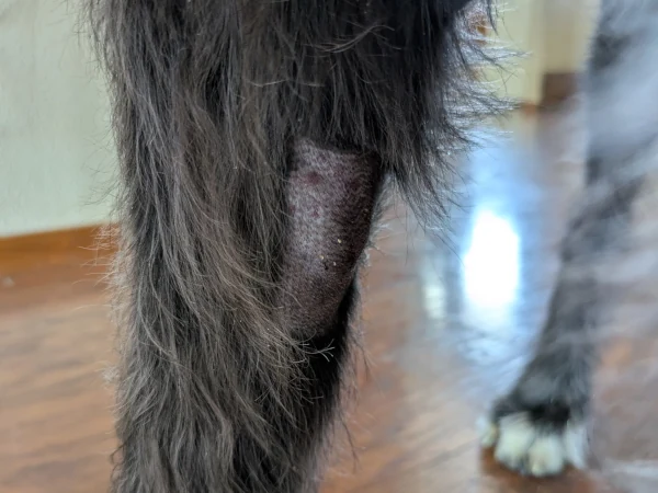Day 1 - Tumor necrosis commenced