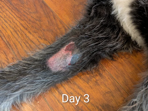 Day 3 after Stelfonta treatment for MCT
