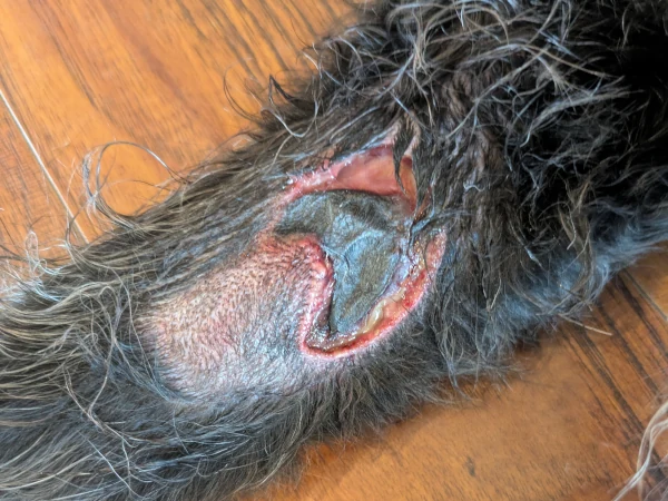 Day 14 - Tumor sloughing