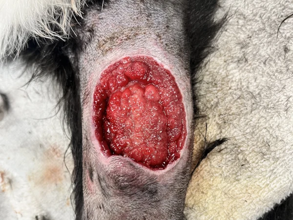 Day 17 - Fresh new tissue bed where tumor was