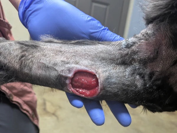 Day 23 - Tumor site closure commenced